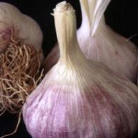 Garlic extract