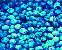 IQF Blueberry