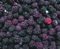 IQF Mulberry