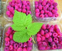 IQF Raspberry