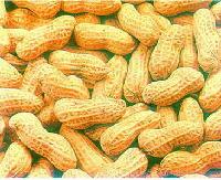 Peanut in shell