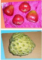  Sugar   Apple  ,Wax  Apple 