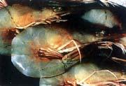 Prawn