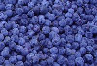 blueberry anthocyanin