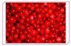 lingonberry anthocyanin