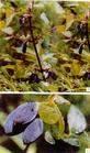 sweetberry anthocyanin