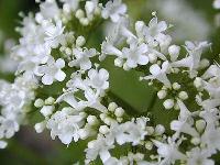 valerian extract