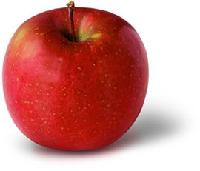 ORGANIC Apple Juice Concentrate- 100% Certified
