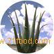Aloe Vera 10X Liquid Concentrate ( Food  Grade)