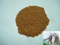  Cordyceps 