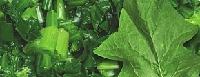 Spinach