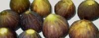 IQf Violet Figs
