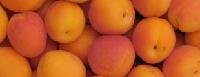  IQF   Apricot   Halves 