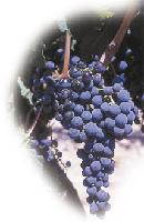 Merlot