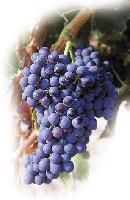 Garnacha