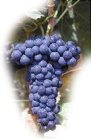 Tempranillo