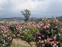 Organic Floral Waters