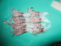Squid tentackles