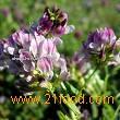 Alfalfa P.E.