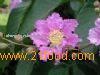 Banaba Leaf P. E.1%-98% Corosolic Acid