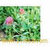  Red   Clover  Extract 20% Isoflavones