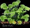  Gotu   Kola   Herb   Extract 