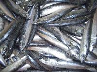 MACKEREL - SCOMBER SCOMBRUS