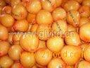 Shatian Pomelo