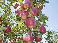 Huaniu apple Harvest!
