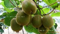  Kiwi - Fruit 