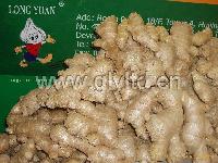 ginger