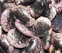 Large Black Speckled Kidney Beans