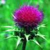 Silymarin Extract -Milk thistle Extract