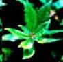 Gymnema sylvestre Extract