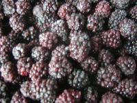  Frozen   blackberry 