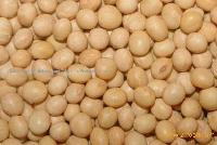 Soybean