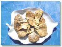 AD Oyster mushroom