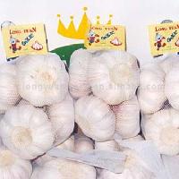 Fresh Garlic