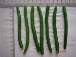 Sell IQF green beans