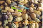 Cocoa Liquid Extract
