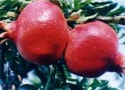 Penricarpium Granati Extract Powder