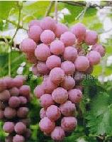 Grape Seed Extract Powder