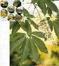 Horse Chestnut P.E. Extract Powder
