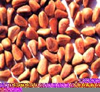 Pine nuts and kernels