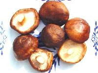 Shiitake mushroom