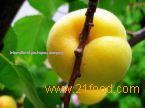 apricot juice