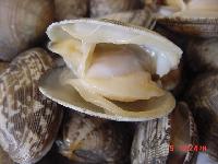 Frozen Baby Clam(Latin name: Venerupis Variegata),China price supplier ...