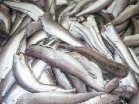 Frozen hake fillet
