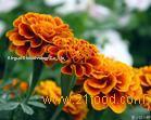 marigold extract