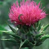 Milk Thistle Extract (Silymarin)